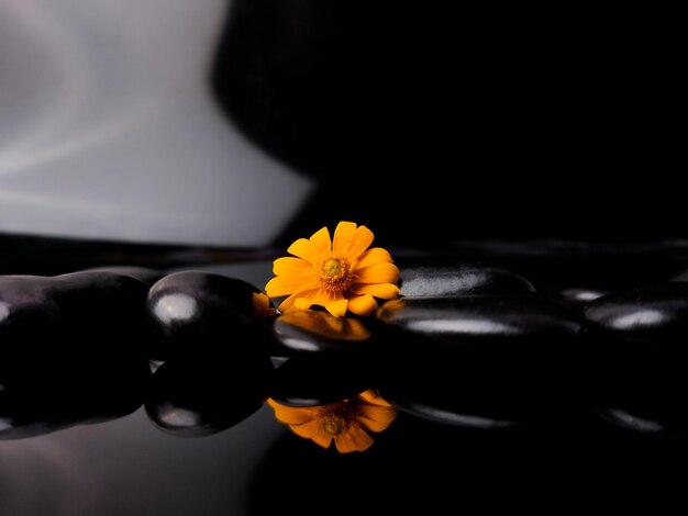 Pequenas flores amarelas e rocha negra com reflexo sobre um fundo preto