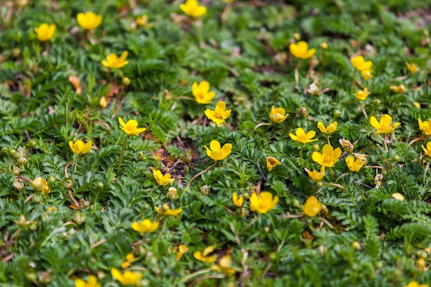 Pequeñas flores amarillas en un claro con poca hierba