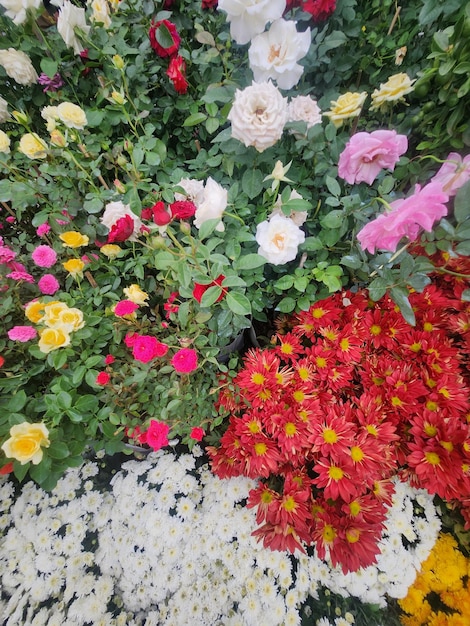 Pequeñas flores amarillas y flores naranjas en una olla de árbol para la decoración del hogar y el jardín.