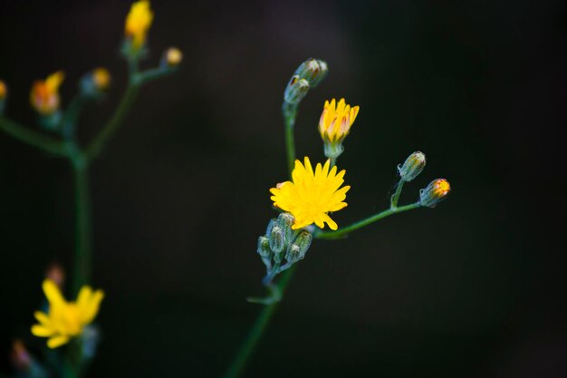 Pequeñas flores amarillas con fondo oscuro