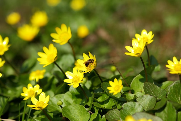 Pequeñas flores amarillas en la hierba de primavera. Hermosa flor de color amarillo brillante en el jardín