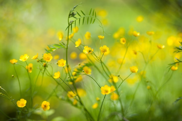 Pequeñas flores amarillas en la hierba verde en verano