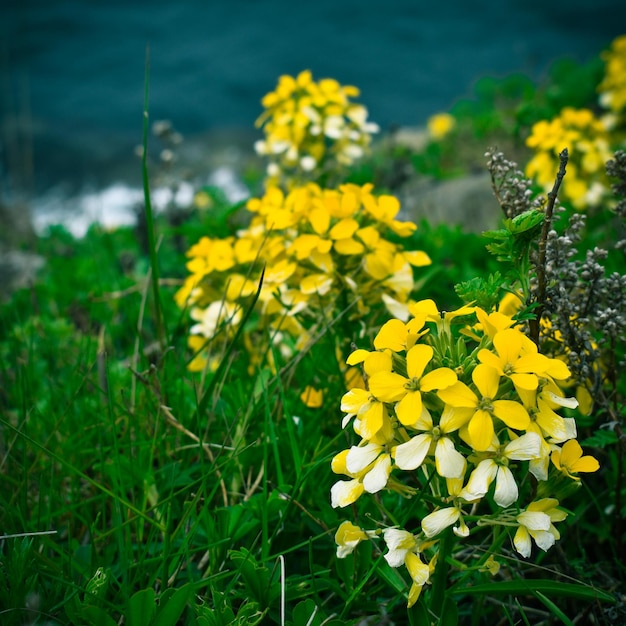 Pequeñas flores amarillas en verano contra el fondo del mar