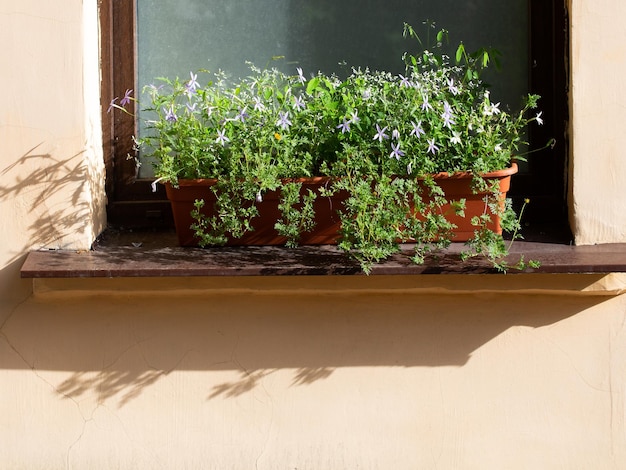 Pequenas flores azuis em uma caixa no peitoril da janela