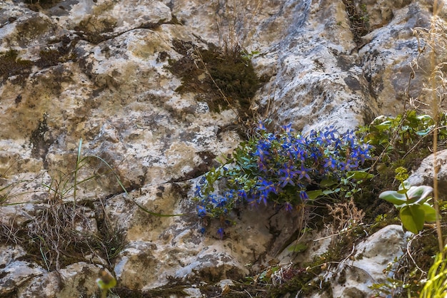 Pequenas flores azuis em uma encosta de montanha