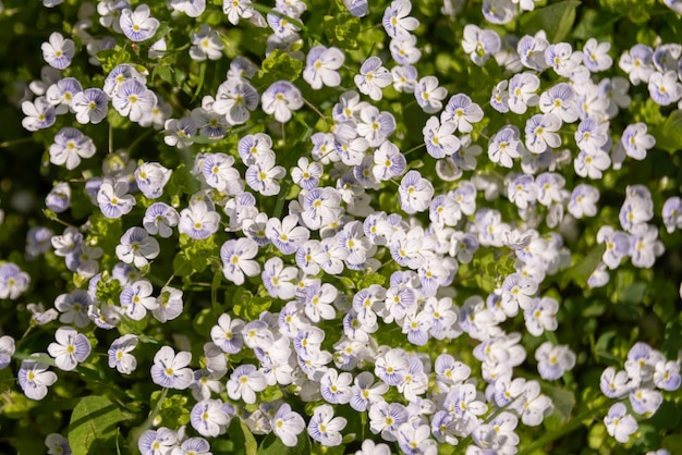 Pequenas flores azuis Veronica filiformis rastejando speedwell no jardim. Planta herbácea perene de cobertura do solo. Fundo de nascente natural. Foco seletivo