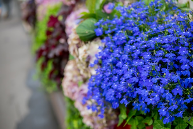 Pequenas flores azuis.