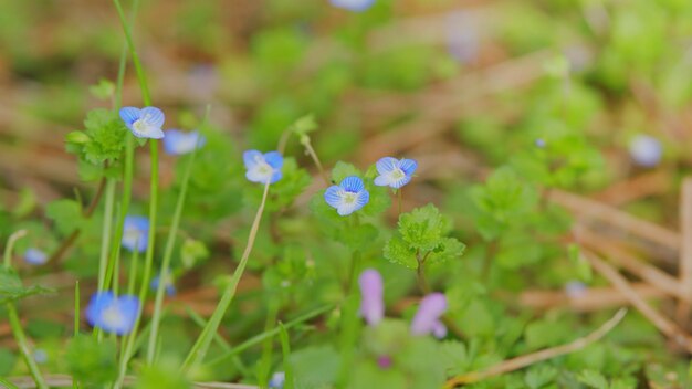 Pequenas flores azul forgetmenot flor de primavera fundo pequenas flores de geada azul jack