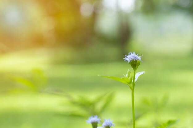 Pequeñas flores azules y blancas Fotografía macro con destello Es una flor endémica en Asia