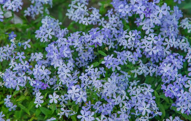 Pequeñas flores azules florecen Enfoque selectivo