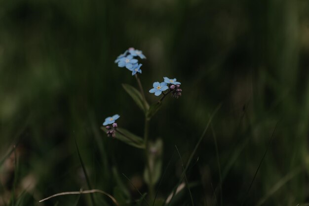 Foto pequeñas flores azules hermosas en un fondo verde borroso