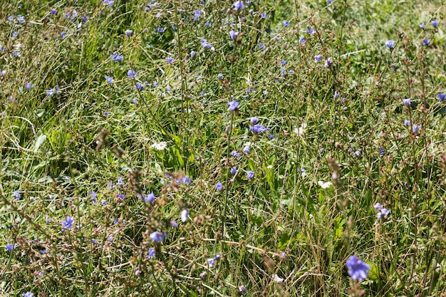 Pequeñas flores azules entre hojas verdes en campos