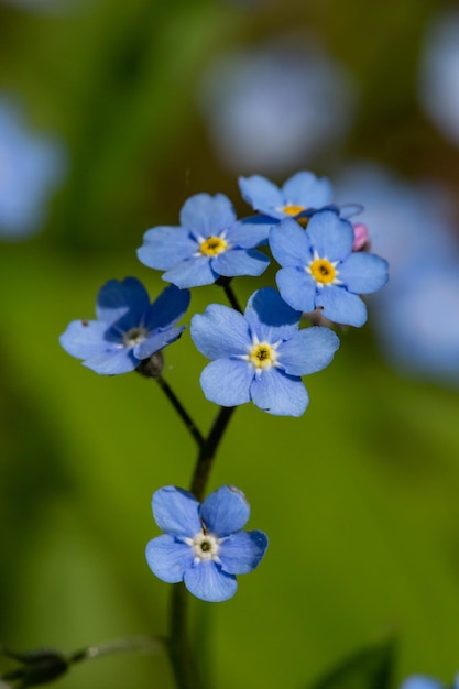 Pequeñas flores azules no me olvides sobre un fondo verde en un día soleado en la foto macro de primavera