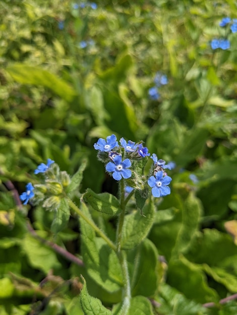 Pequeñas flores azules con vegetación de fondo (False Alkanet)