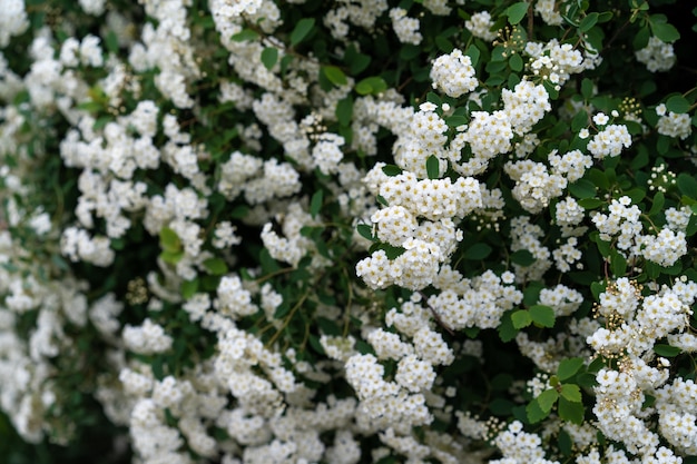 Pequeñas flores blancas de un arbusto en flor