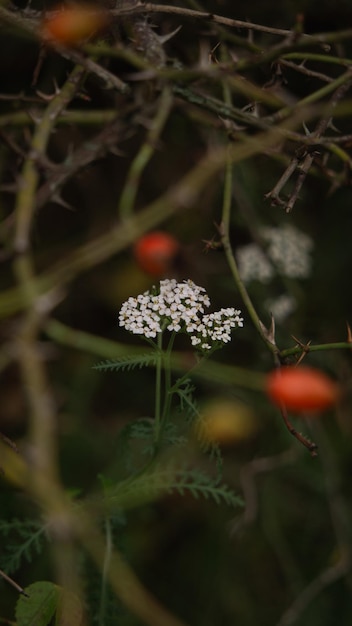 Pequeñas flores blancas en el arbusto