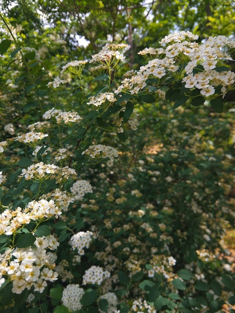 Pequeñas flores blancas en los arbustos Ramas verdes y hermosas flores blancas