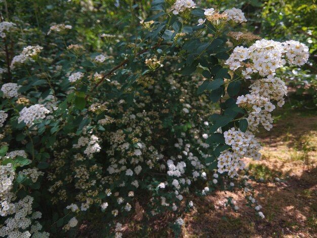 Pequeñas flores blancas en los arbustos Ramas verdes y hermosas flores blancas