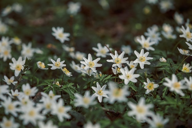 Pequeñas flores blancas en el bosque el campo con flores de anémona primavera backgroung y primavera