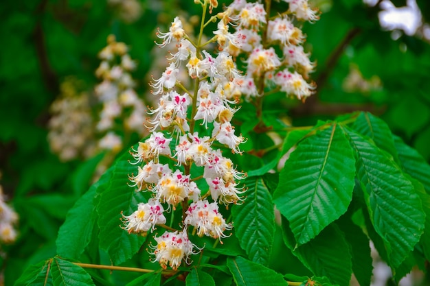 pequeñas flores blancas de castaño en una rama