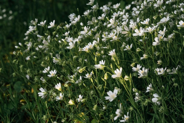 Pequeñas flores blancas en un claro concepto ecológico de alta calidad.