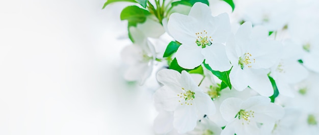 Pequeñas flores blancas elegantes de manzano que florecen en el jardín contra fondo borroso