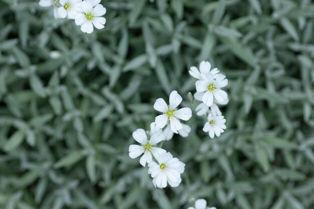 pequeñas flores blancas en gris hojas verdes flores blancas asteriscos