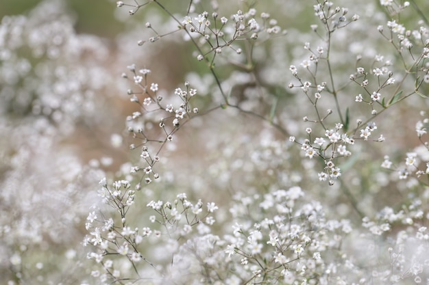 Pequeñas flores blancas de gypsophila con pétalos en concepto de flores silvestres de campo