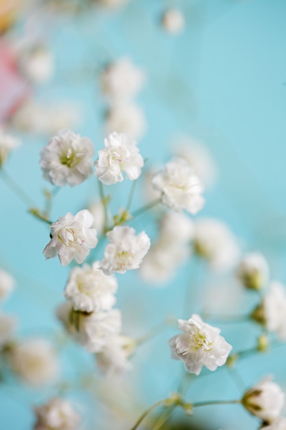 Pequeñas flores blancas gypsophila sobre fondo azul