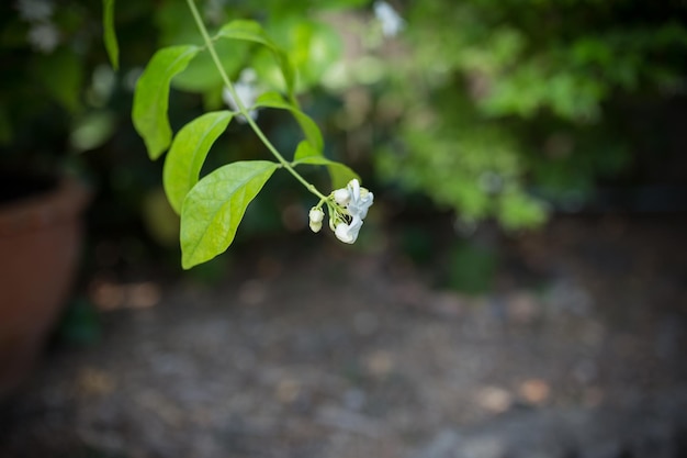 Pequeñas flores blancas en el jardín verde por la tarde