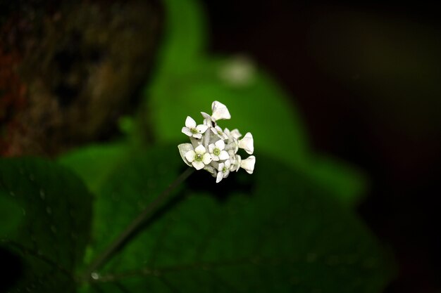 Pequeñas flores blancas en la naturaleza.