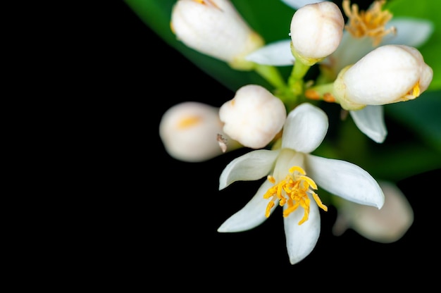 Pequeñas flores blancas en una planta