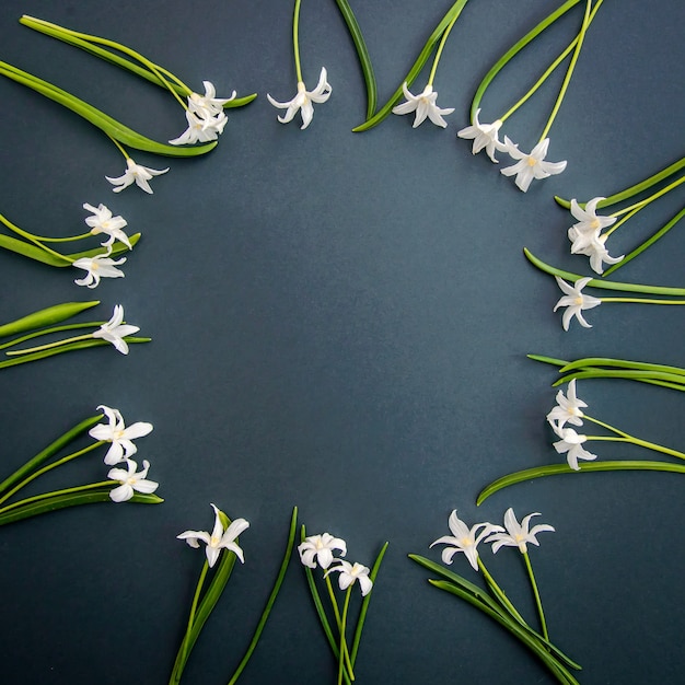 Pequeñas flores blancas de primavera Chionodoxa sobre una superficie de color verde oscuro con espacio de copia