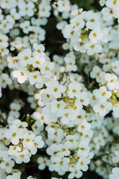 Pequeñas flores blancas de primavera en un prado en un día soleado