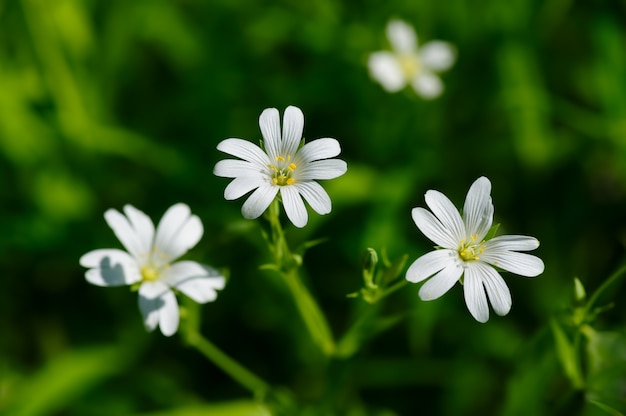 Pequeñas flores blancas de primavera