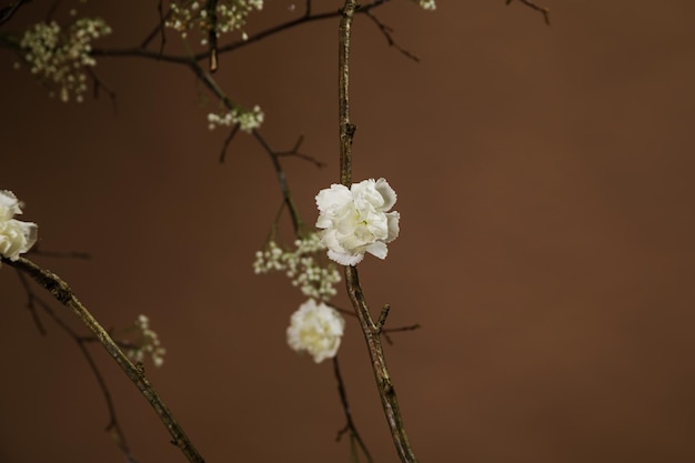 Pequeñas flores blancas en las ramas de los árboles contra el fondo marrón