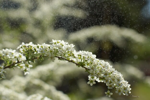 Pequeñas flores blancas en ramas largas de un gran arbusto y llovizna junto a ellas en el aire.