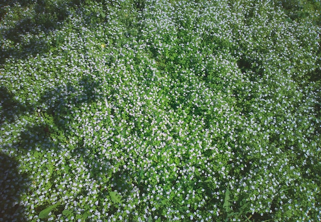 Pequeñas flores blancas sobre fondo de campo de verano