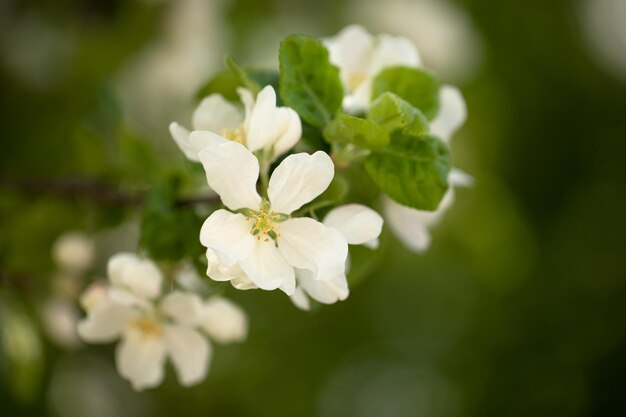 Pequeñas flores blancas sobre un fondo verde borroso