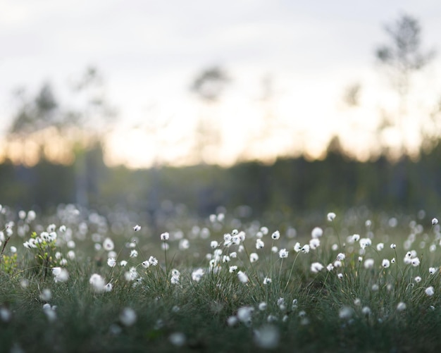 Foto pequeñas flores blancas sobre la hierba en un campo al atardecer