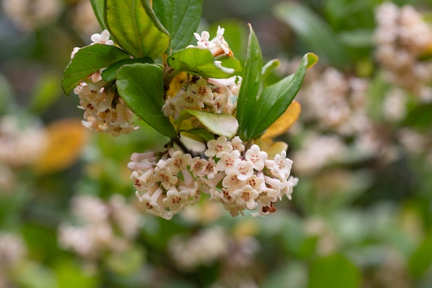 Pequeñas flores blancas viburnum japonicum están floreciendo en el camino del bosque en primavera