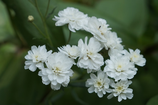 Pequeñas flores blancas