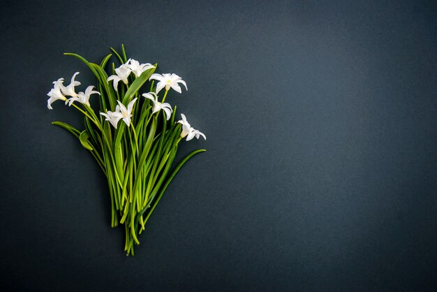 Pequenas flores brancas chionodoxa sobre fundo verde escuro