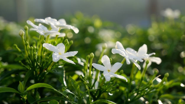 Pequenas flores brancas com folhas verdes