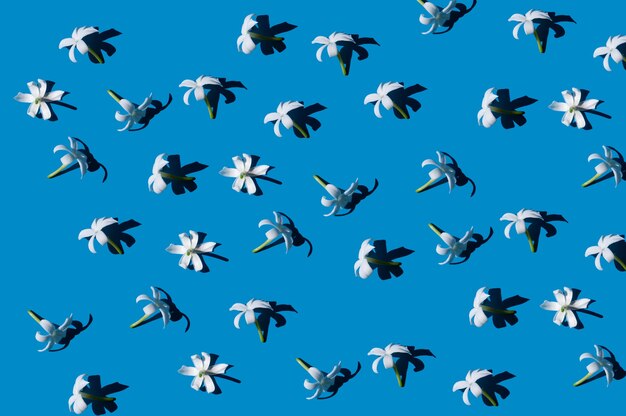pequenas flores brancas com sombras duras em um fundo azul brilhante