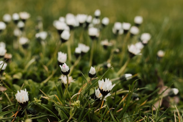 Pequenas flores brancas da primavera no prado na grama