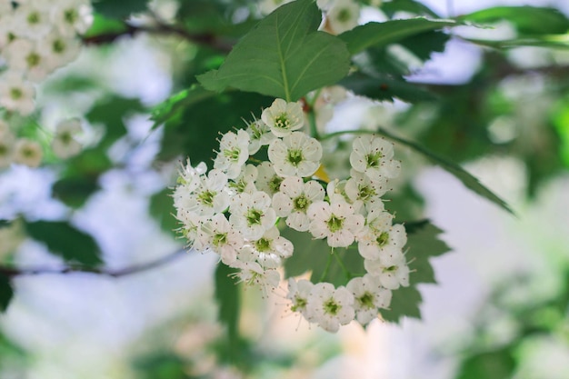 Pequenas flores brancas de espinheiro florescem na primavera