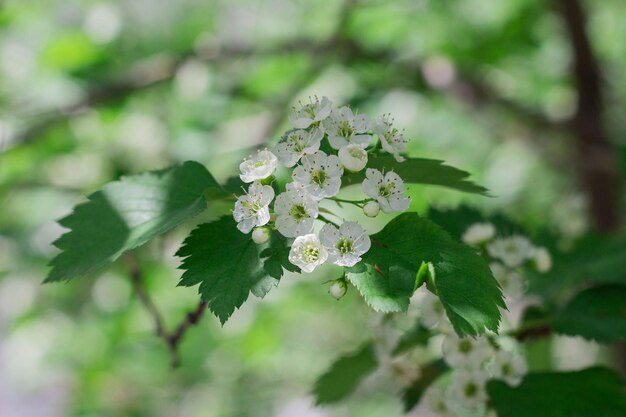 Pequenas flores brancas de espinheiro florescem na primavera