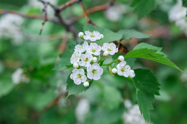 Pequenas flores brancas de espinheiro florescem na primavera