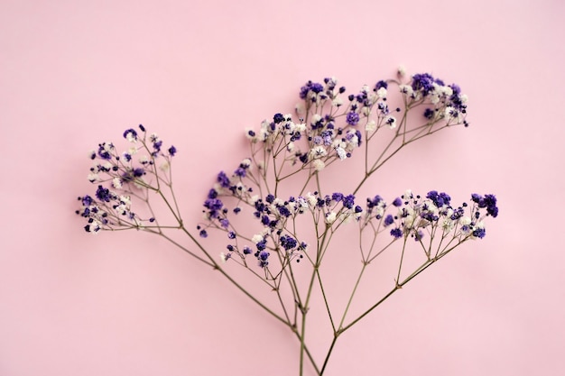 Pequenas flores brancas de gipsófila em um fundo rosa, espaço para texto, minimalismo